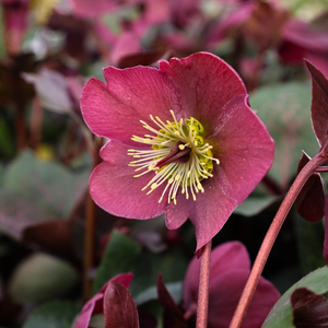 Anna’s Red Hellebore