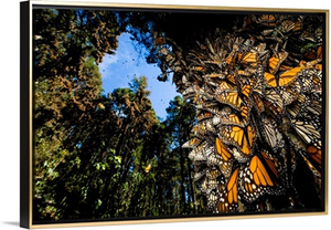 Monarch butterflies cover every inch of a tree in Sierra Chincua