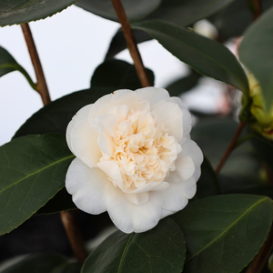 Victory White Camellia