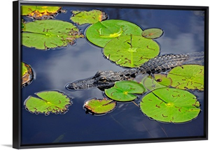 An alligator floats in the afternoon sun amongst lily pads
