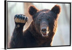 A close up of a bear with paw raised and claws exposed