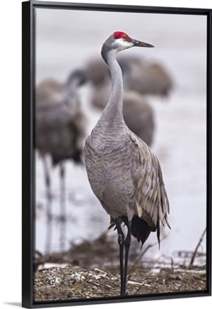 Sandhill crane on the Platte River during spring migration, Nebraska