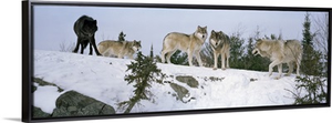Gray wolves (Canis lupus) in a forest, Massey, Ontario, Canada