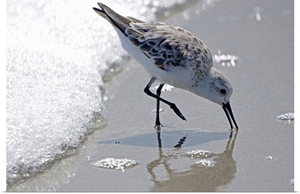 Sandpiper II
