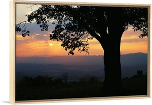 Sunset and silhouetted oak tree over the Shenandoah valley