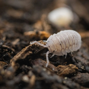 Mini Speckled Woodlice Culture