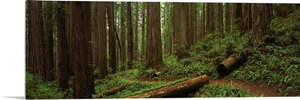 Jedediah Smith State Park CA