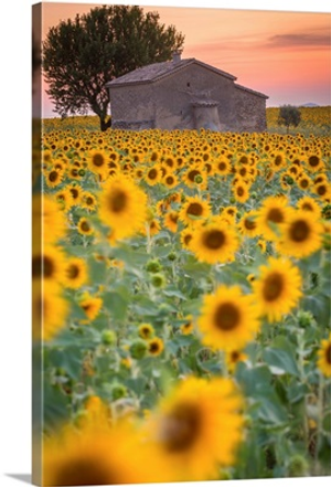 Provence, Valensole Plateau, France,. Lonely farmhouse in a field full of sunflowers