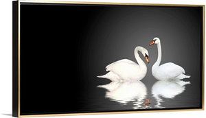Two White Swans on Black