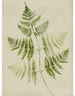 Fern IV