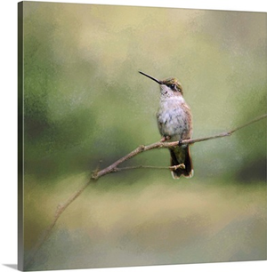Tiny Visitor Hummingbird