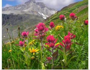 Paintbrush (Castilleja sp) flowers, Yankee Boy Basin, Colorado