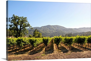 Vineyard, Napa Valley, CA