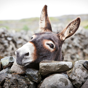 Moonpig Photographic Donkey Behind Stone Wall Ireland Just A Note Card