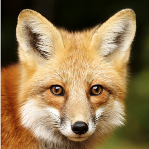 Moonpig Photographic Beautiful Fox Face Ireland Just A Note Card