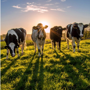 Moonpig Photographic Cows In A Field In Ireland Just A Note Card