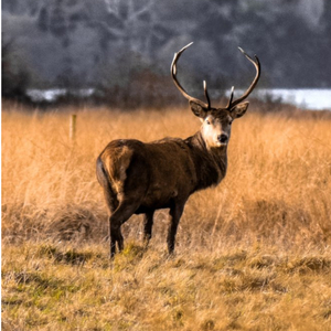 Moonpig Photographic Stag Grazing On Tundra Ireland Just A Note Card