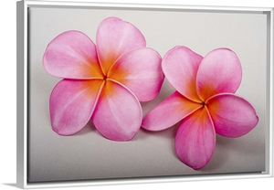 Two pink fragrant plumerias