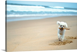 Dog playing on beach