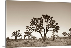 California, Joshua Tree National Park, Joshua Trees (Yucca Brevifolia)