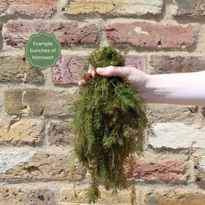 Oxygenating Hornwort Plant | Ceratophyllum demersum