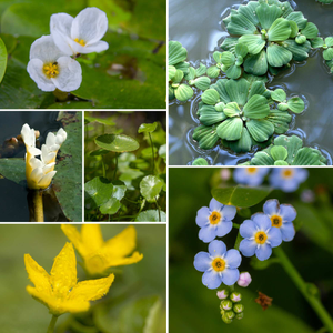 Best Small Pond Plants Collection | Grower's Choice