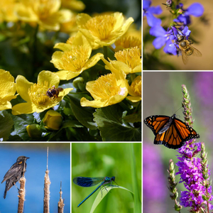 Pond Plants for Wildlife Collection