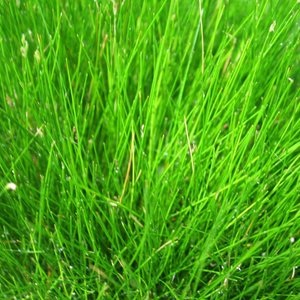 Oxygenating Dwarf Hairgrass | Eleocharis acicularis