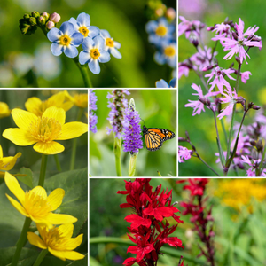 Colourful Pond Plants Collection | Grower's Choice