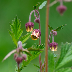 Water Avens | Geum rivale