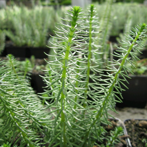 Oxygenating Mare's Tail | Hippuris vulgaris