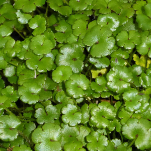Oxygenating Miniature Pennywort | Hydrocotyle novae-zeelandiae