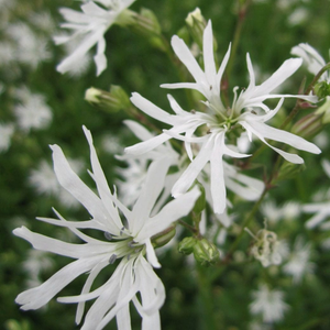 White Ragged Robin | Silene flos-cuculi 'White Robin'