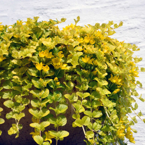 Golden Creeping Jenny | Lysimachia nummularia 'Aurea'