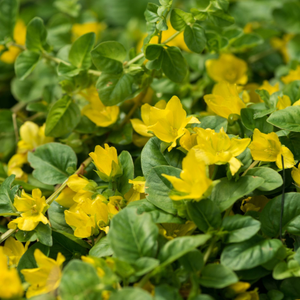 Creeping Jenny | Lysimachia nummularia