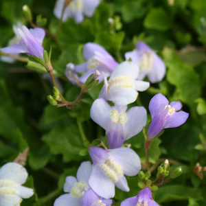 Chinese Marshflower | Mazus reptans