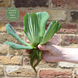 Water Lettuce | Pistia stratiotes