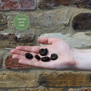 Ramshorn Snails | Planorbis corn