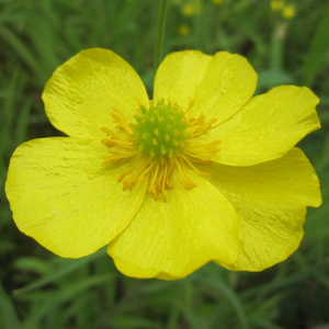 Lesser Spearwort | Ranunculus flammula