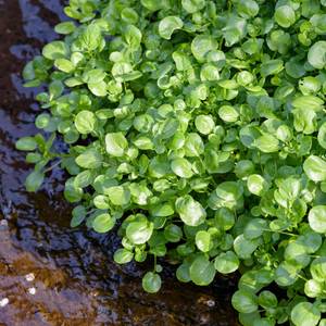 Watercress | Rorippa nasturtium aquaticum