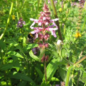 Marsh Woundwort | Stachys palustris