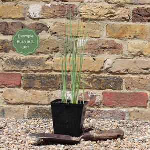 Miniature Bulrush | Typha minima
