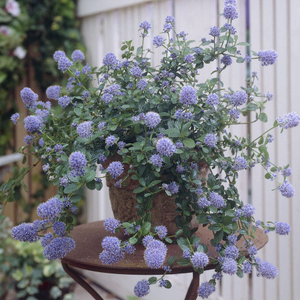 Ceanothus thyrsiflorus 'Repens'