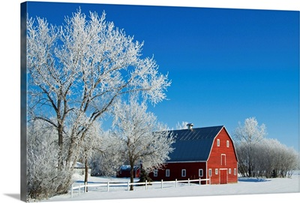 Hoarfrost And Red Barn, Grande Pointe, Manitoba, Canada