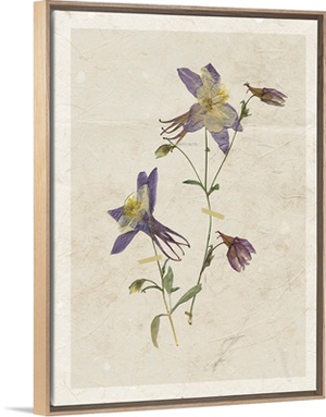 Pressed Columbine II