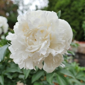 Duchesse De Nemours Peony