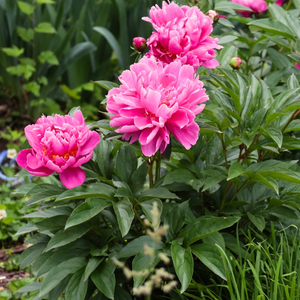 Dr. Alexander Fleming Peony