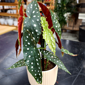 Polka Dot Angel Wing Begonia