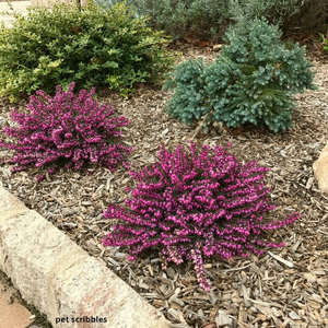 Kramer's Red Heather