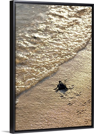 Green turtle hatchling